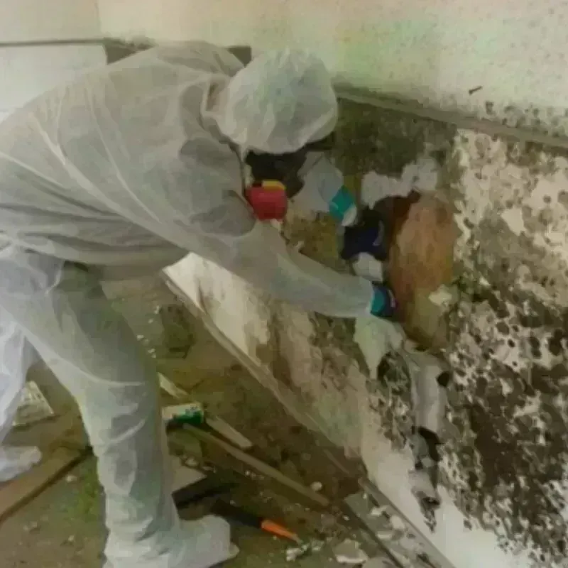 Mold Remediation and Removal in Bridgeville, DE